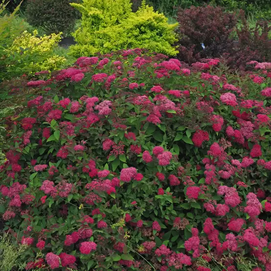 Heavy blooming Double Play Doozie Spiraea in landscape